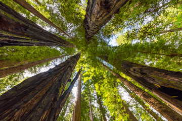 Avenue of the Giants