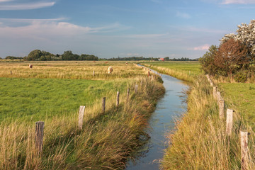 Fototapeta na wymiar Wassergraben durch Marschlandschaft mit Weiden und Wiesen in Nordfriesland. Im Hintergrund grasende Kühe