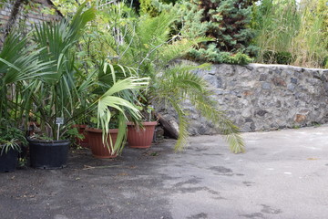 palm in a pot in the garden