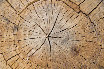 Wood surface as background, Cut wood tree trunk,  Wooden stump cut down tree with  as a wood texture.