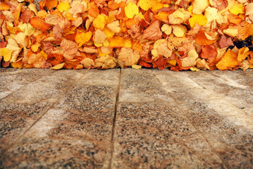  autumn foliage on the ground in the park