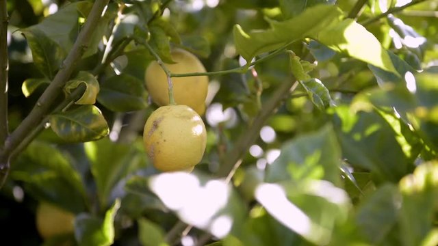 Frutales
