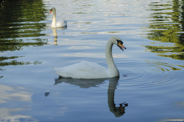 beautiful white swan