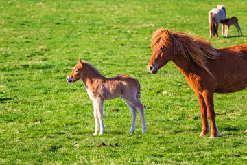 Icelandic foal horse in spring during sunny day