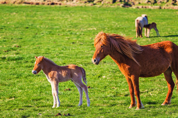 Naklejka na ściany i meble Icelandic foal horse in spring during sunny day