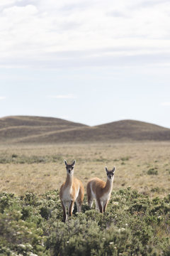 Two guanacos standing in pampas looking at the camera