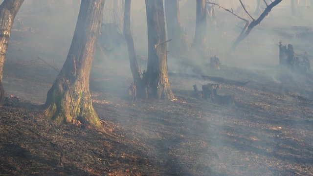 Damage after forest fire destroyed nature - (4K)