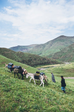 Basotho herdsmen and their pack donkeys trekking in the Lesotho mountains