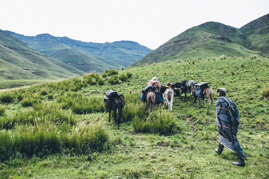 Basotho herdsman walking with a caravan of pack donkeys in the Lesotho highlands