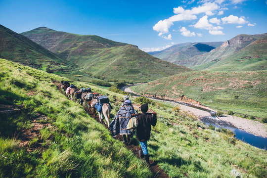 Basotho herdsmen trekking with their pack donkeys through the Lesotho mountains
