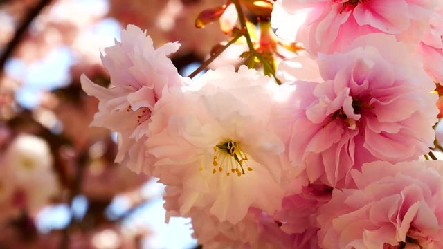 Delicate color cherry blossom: The weak petal. You can see the various colors.