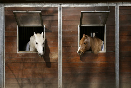 two horses in stable