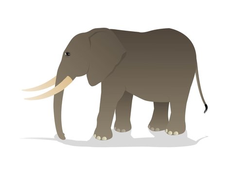 vector illustration of elephant isolated on white background