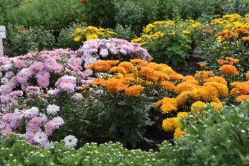 chrysanthemum in autumn