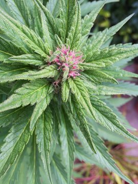 Flowering Medical Marijuana Plant