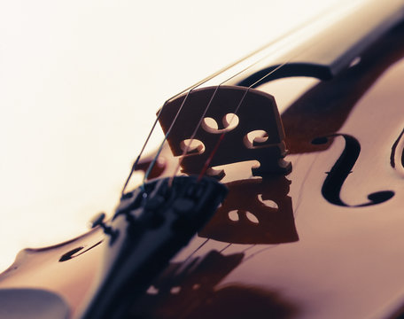 Close up of polished lacquered reflective wood body of violin