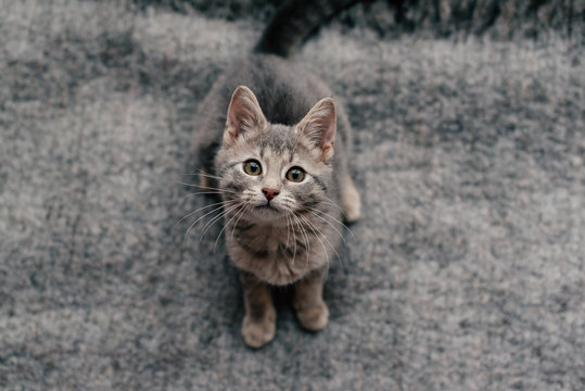 Kittens