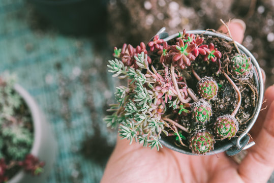 Small  succulents in a little pot. on a blue background