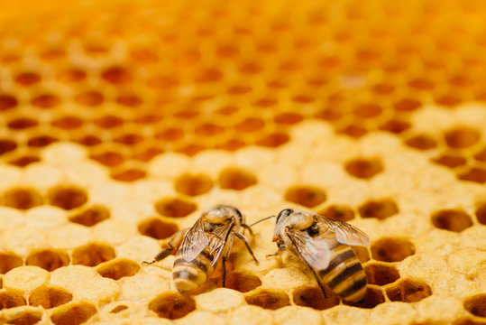 Honey Bee Work On Honeycomb