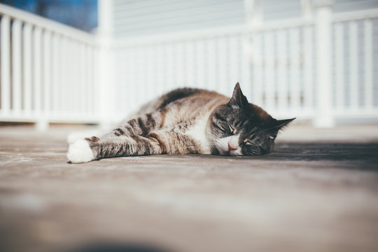 Cat Sleeping On Deck Outside