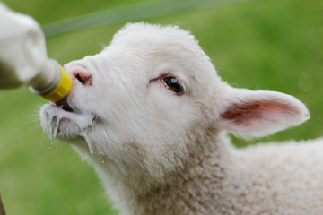 lamb drinking from bottle