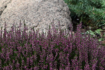 blossoming heather