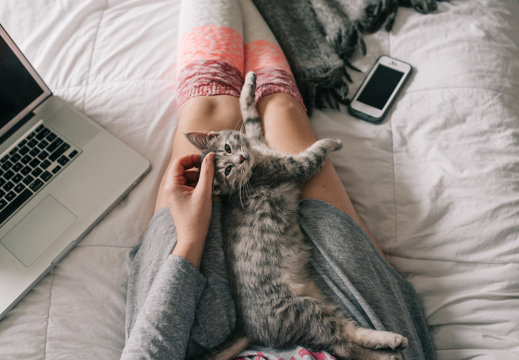 Kitten