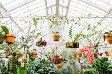 tropical plants in conservatory