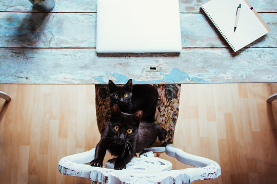 Two black cats looking at the camera