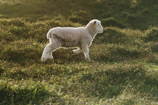 Lamb Walking In Pasture