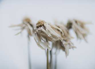 windswept dried daisy flowers