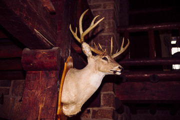 Stuffed deer head at the Giant City Lodge in Makanda, Illinois.