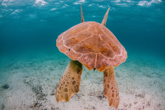 Back of swimming sea turtle showing shell