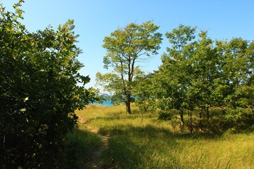 Lake shore trees