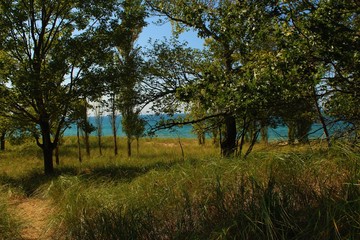 Trees on the beach 