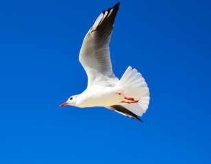 large white gull flies against a blue clear sky