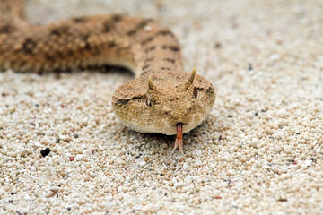 Beautiful photo of a snake head and face 