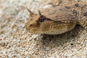 Beautiful photo of a snake head and face 