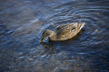 Anatra in acqua
