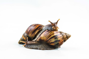snails on white background  ,Can convey the love of young people or competition