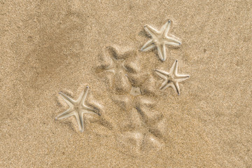 Fototapeta na wymiar Group of Live starfishs