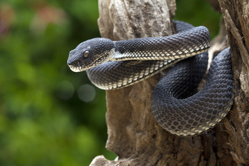 black viper snake on a tree