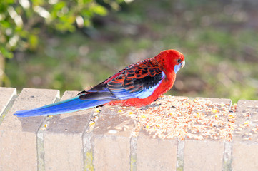 Crimson Rosella on wall
