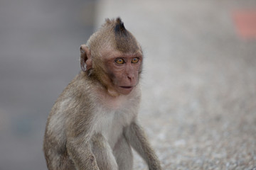 可愛いサル