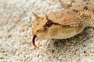 Beautiful photo of a snake head and face 