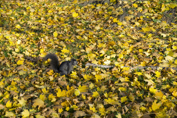 Cute black squirrel at wild natural park on Autumn day