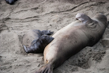 Elephant Seal Mother and Pup Nursing