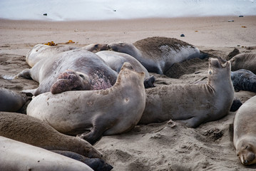 Elephant Seals Mating