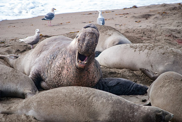Male Elephant Seal