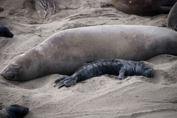 Elephant Seal Mother and Pup
